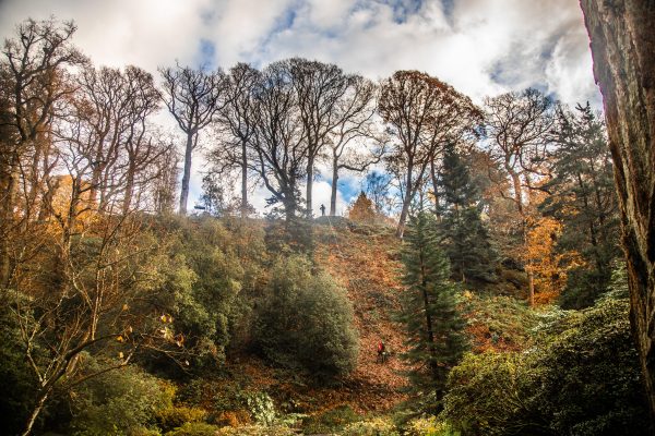 Jurassic bark: The 200 million-year-old trees rescued from extinction and now thriving across Britain