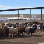 WA Charolais Society Silver Calf Weaner Competition winners | Farm Weekly