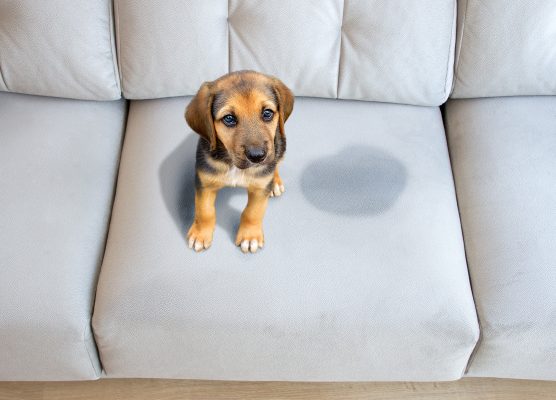 How to stop a dog peeing in the house, by A-list trainer Ben Randall