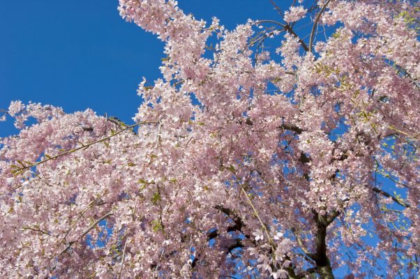 ‘Giving a gardener a tree for Christmas is akin to offering a kitten or a puppy’