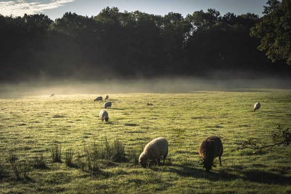 The Wisdom of Sheep, by Rosamund Young: An exclusive extract for Country Life