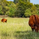 Cattle prices ease on back of big supply | Queensland Country Life