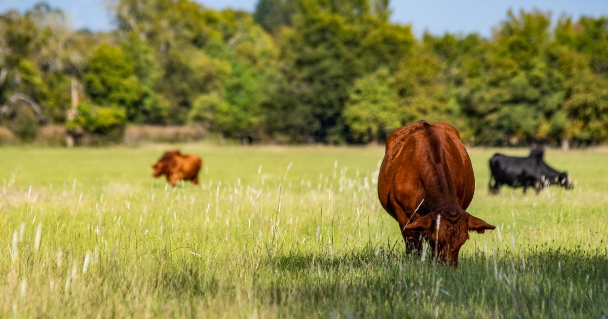 CattleCon24 to showcase sustainability efforts