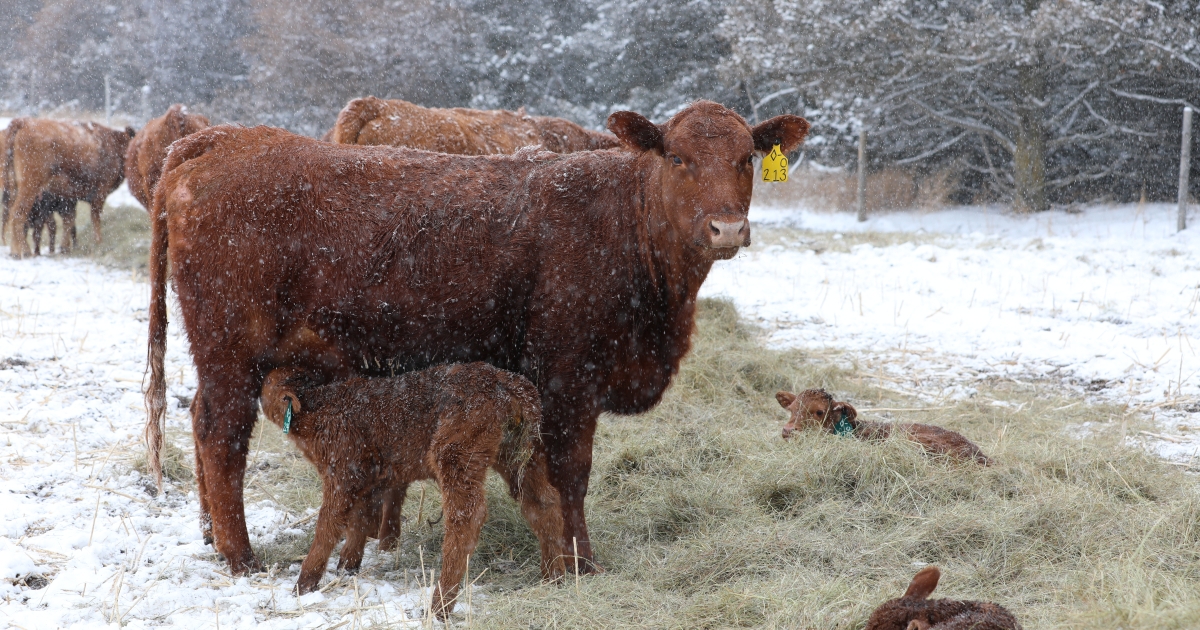 Producers can work with UNL veterinarians at one-day Cow-Calf College