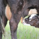 Custom cattle feeder pleads guilty to livestock theft, COVID-19 fraud