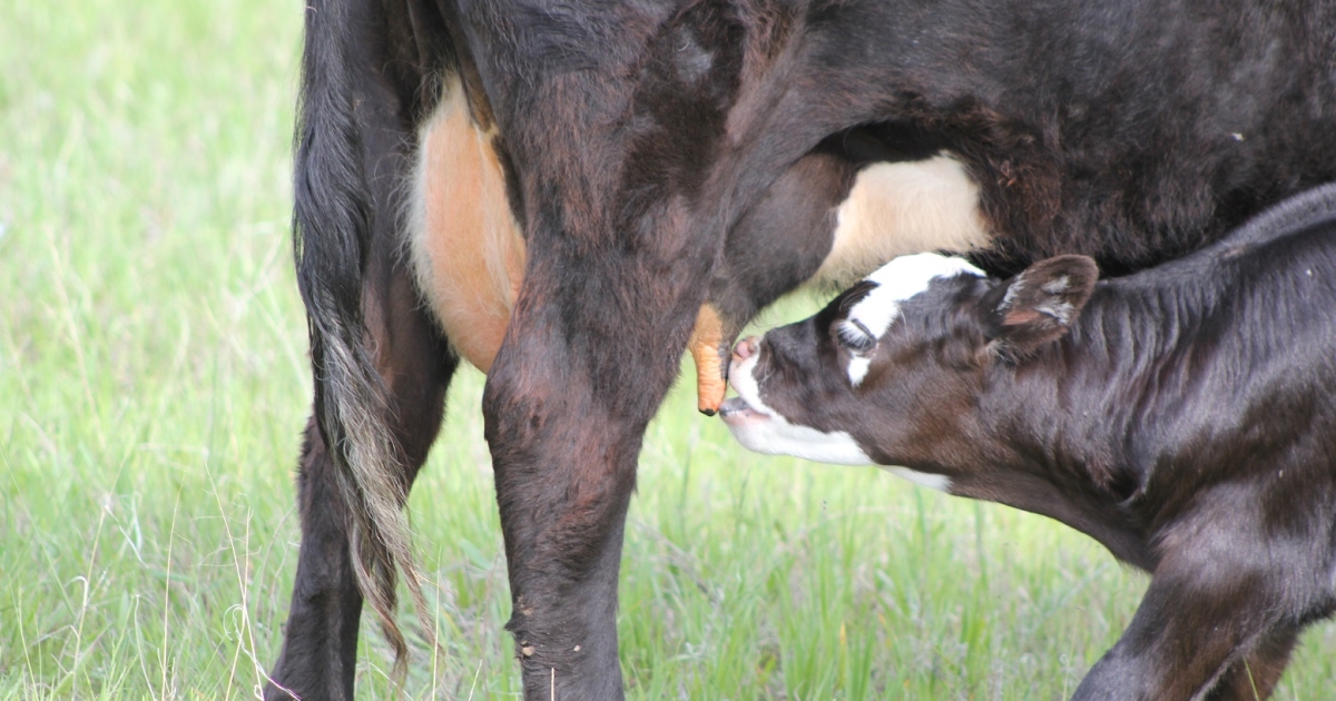 Nebraska Extension hosting Cow Clinics