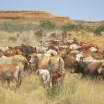 Strong buyer competition pushes prices at Dunedoo store sale