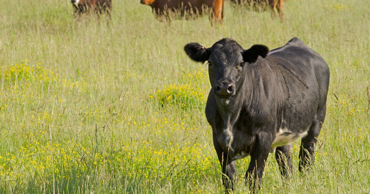 USDA launches workshops on livestock risk management products