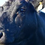 SDSU Extension hosting webinar on backgrounding calves