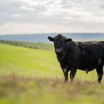 North Australia Beef Research Council begins search for new chair