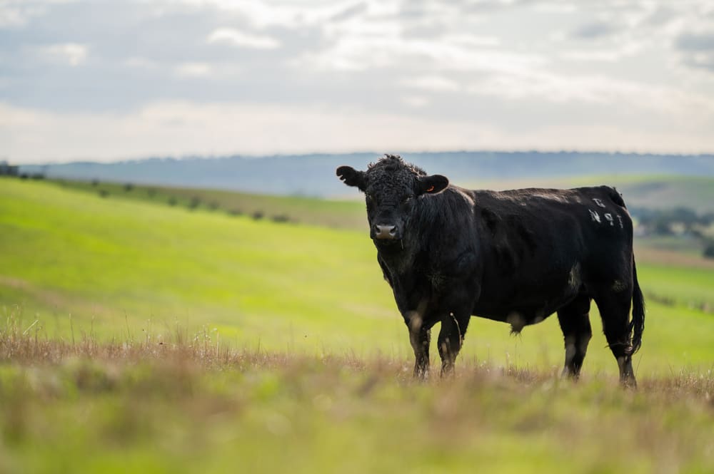 Many “have missed significance” of COP28 agrifood announcement