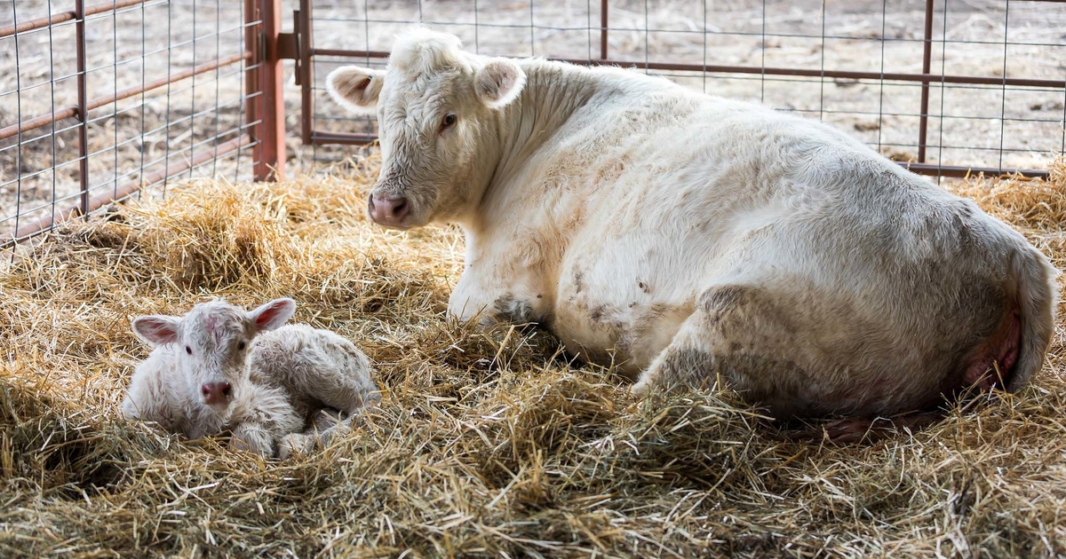 K-State to host calving schools at four locations