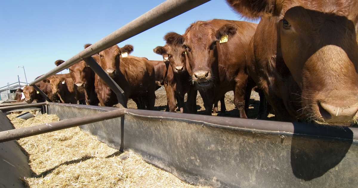 Grants seek to address liver abscess formation in cattle