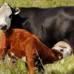 UNL announces Fundamentals of Feeding the Cow webinars