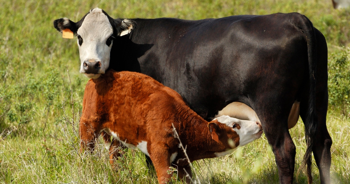 Two key productivity measures with profit implications for cow-calf operators