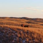 Navigating winter manure application on beef operations