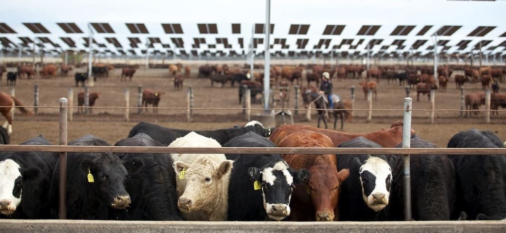 Change, confidence and cyclicity drove 2023 year for beef, says MLA