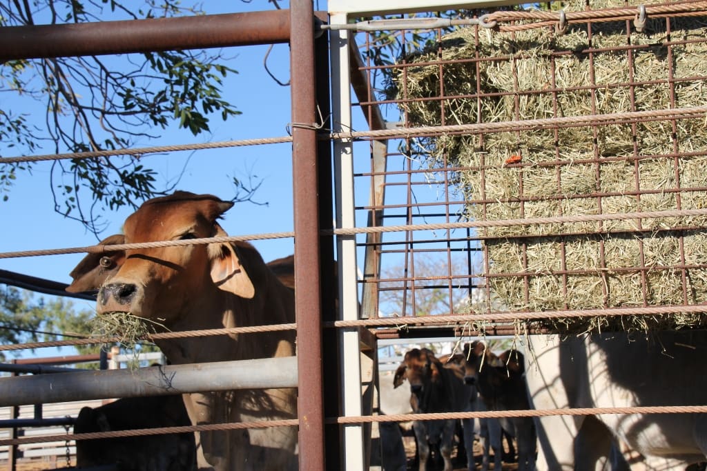 NFF urging Federal Government to finally settle live cattle case