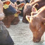 SEC uncovers $191m cattle Ponzi scheme in Texas