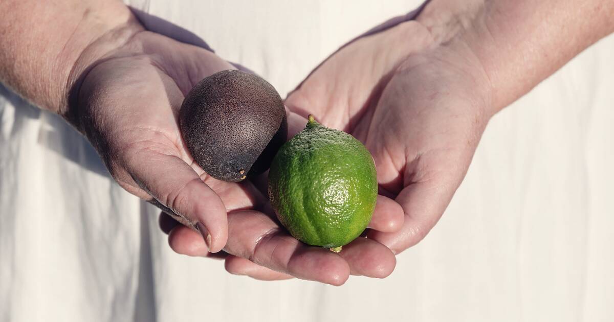 The Rise of Australian Black Limes | Farm Weekly