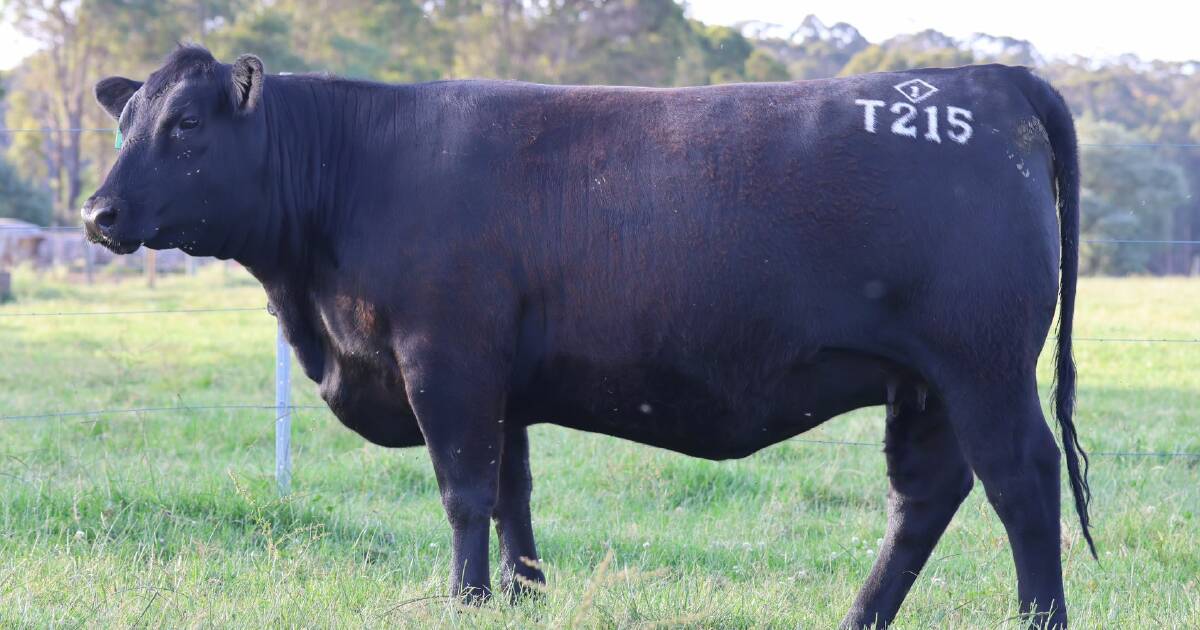 Quality line-up for next week's Gandy Angus PTIC heifer sale