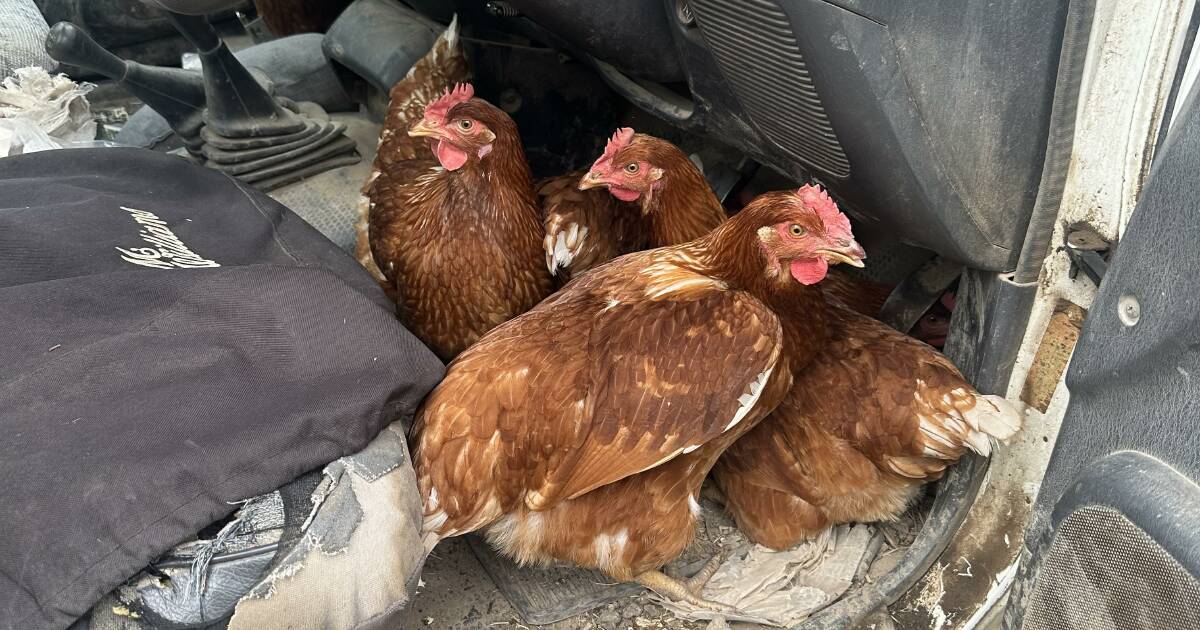 What kind of car do chickens drive? A hatchback