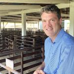 Competition for weaners and restockers at Moreton