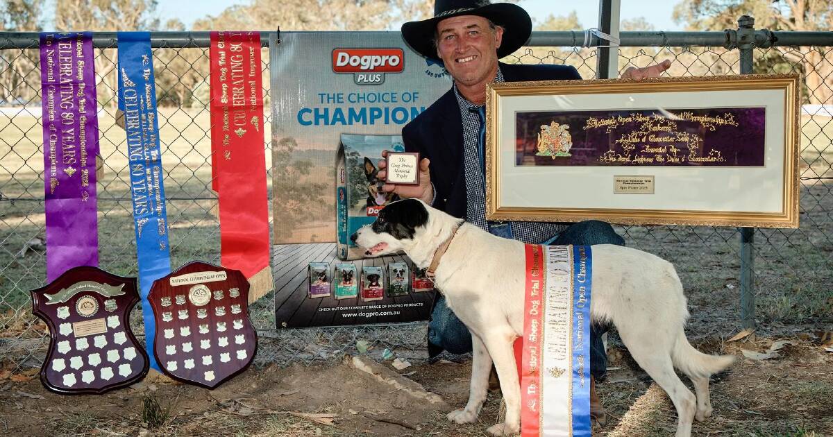 Michael Hudson wins 7th consecutive NSW Handler of the Year in Sheepdog Trials | The Land