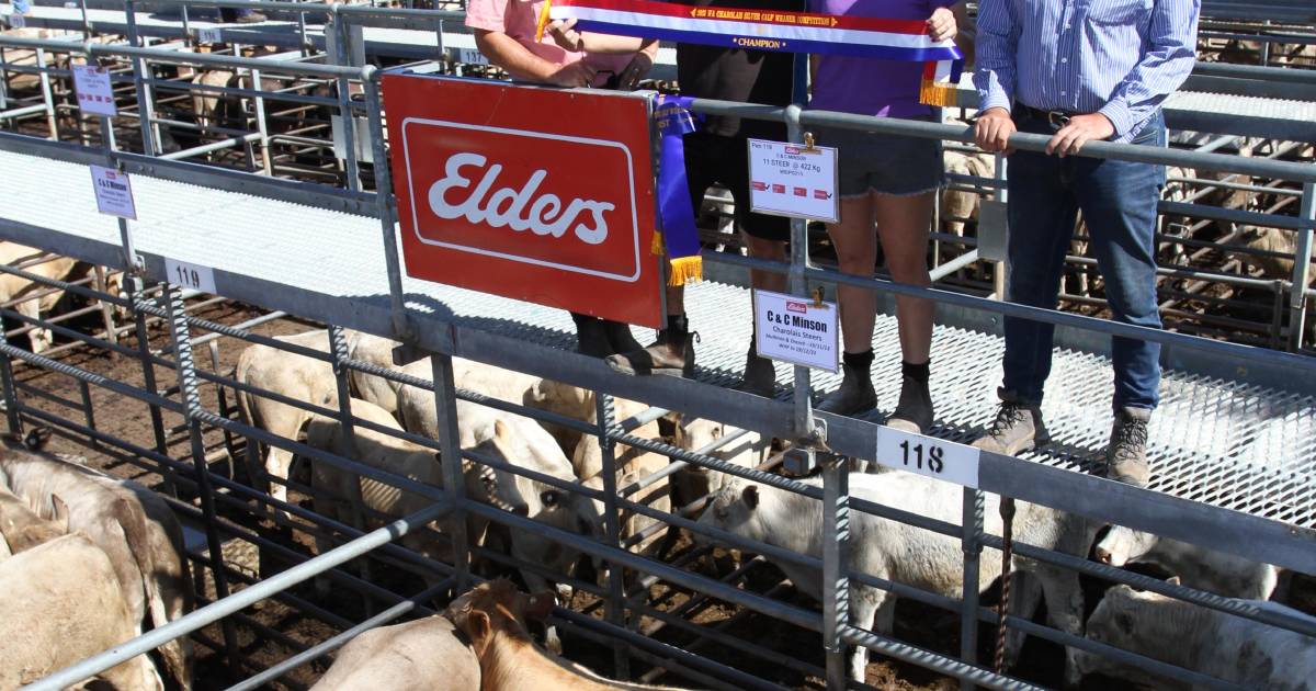 Outstanding line-up makes Charolais judging a hard task