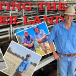 Newborn calves dying as intense rain and flooding swamp Atherton Tablelands