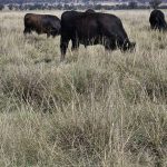 Highlights from the last Emerald cattle sale for 2023 | Queensland Country Life