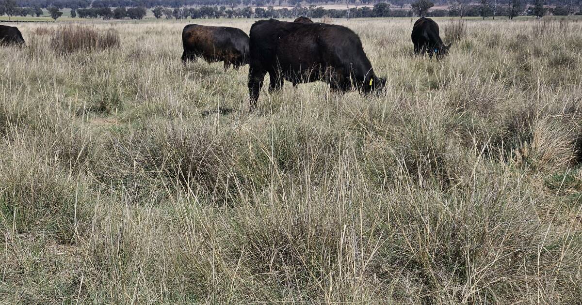 How to best manage, eradicate and utilise African lovegrass