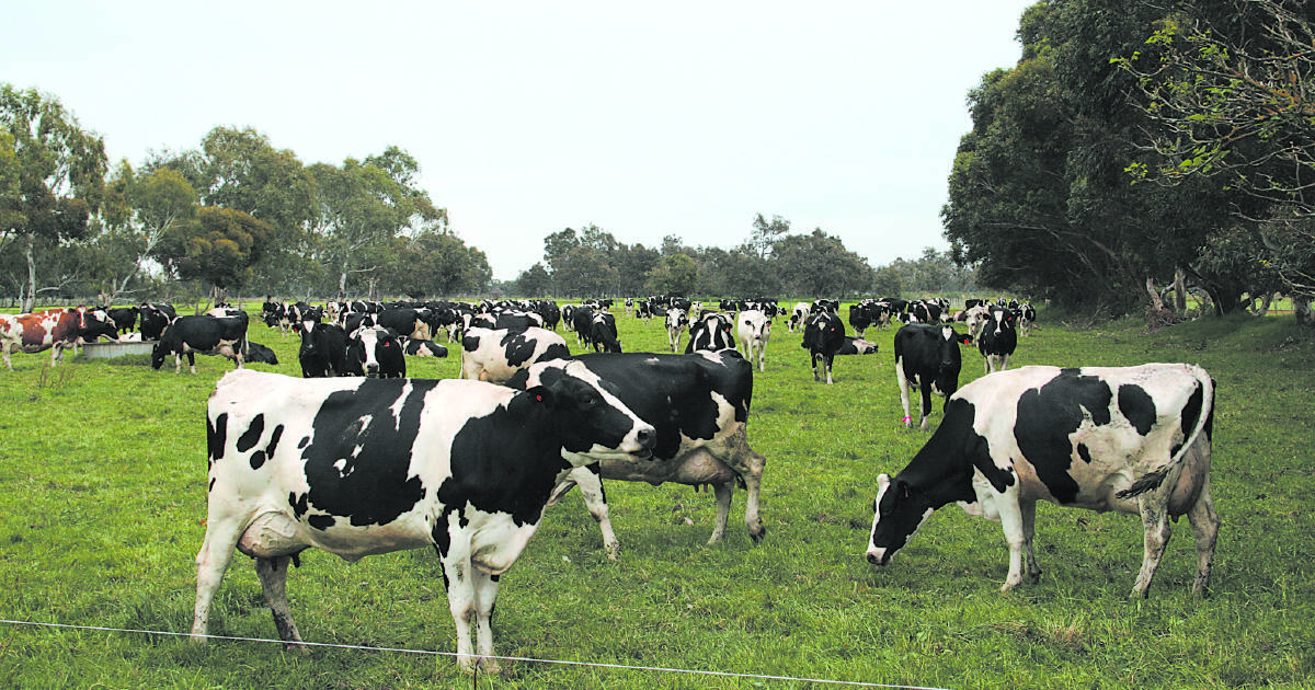 Major WA dairy lends a vital hand to Foodbank WA and beyond