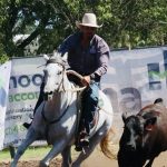 Beef Australia Stud Cattle Championship 2024: Showcasing the Best of Australian Cattle | Queensland Country Life