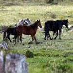 High rainfall grazing country with potential wind farm | Video