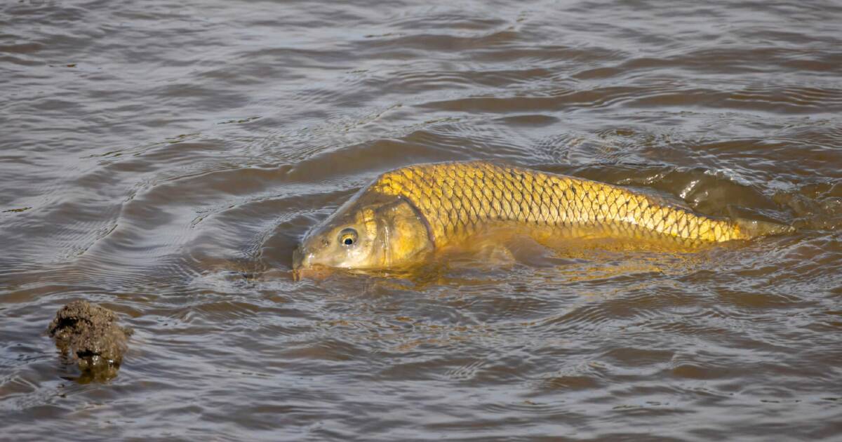 Leading scientist says the carp herpes virus is needed