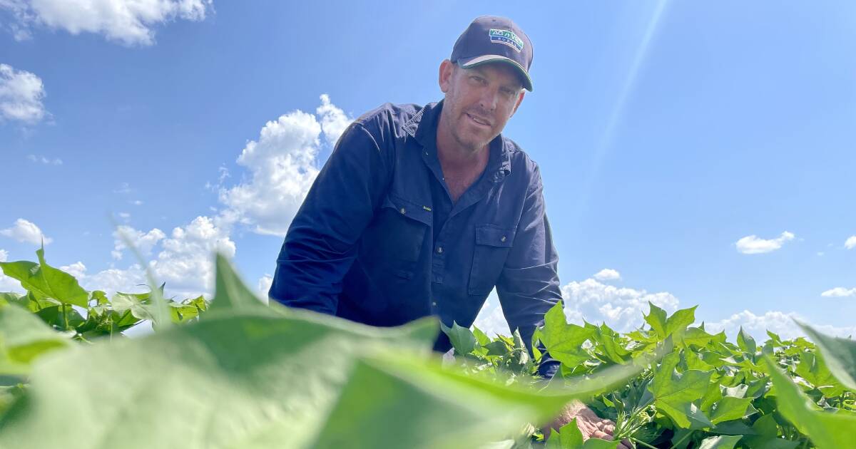 Two cotton varieties planted due to forecast dry