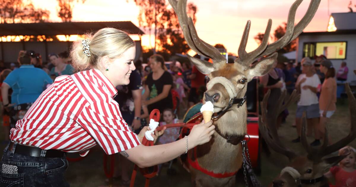 Rocky and Radar: The reindeer delighting Australia | Queensland Country Life