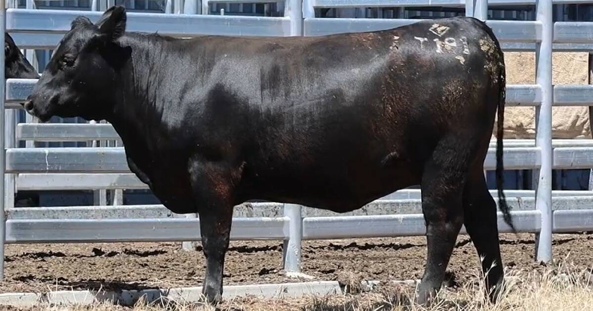 Gandy Angus heifer sells to $5250 high