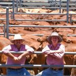 Weaner beef steers top the buying sheets at Boyanup saleyards