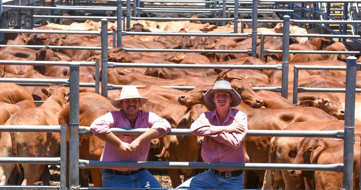 Bumper yarding for Emerald Prime and Store Sale as steer price hits 400c/kg