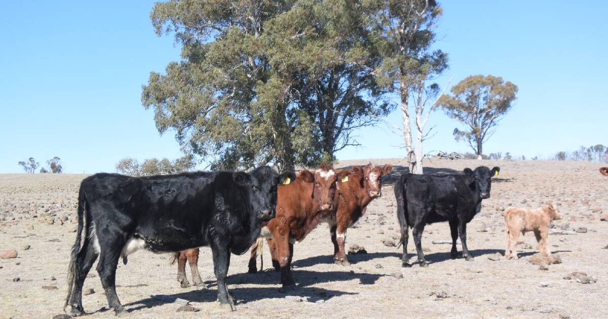 Understanding feed quality: Tips for livestock producers | The Land