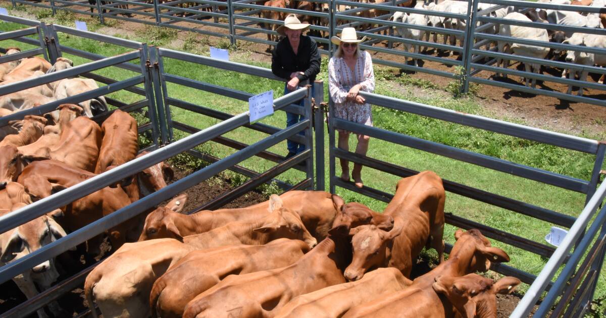 Nutrien Sarina Sale has positive results with cattle price rises after rainfall | North Queensland Register