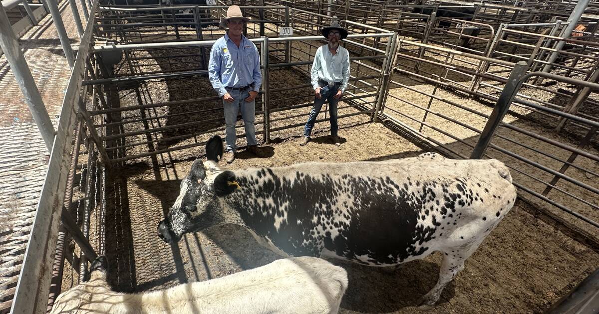 Cows with calves hit $1475 at Dubbo store sale