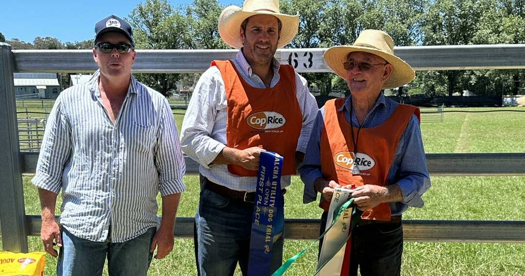 Walcha utility sheep and cattle dog trials draw more than 300 entries