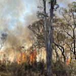 Cairns locals rescue calves from flooded Barron River | North Queensland Register