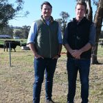 Weaner steers hit 430c at Roma