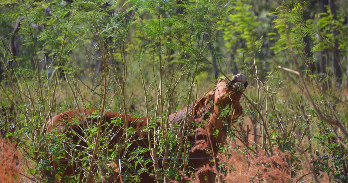 NQ council declares leucaena a pest