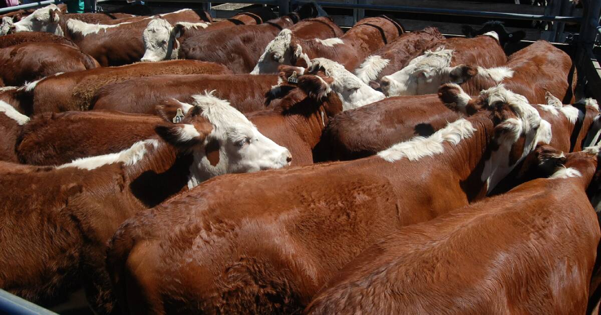 Excellent rain pushes up prices at Dubbo store sale