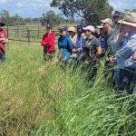 Cattle supply surge as graziers chase cash for Christmas